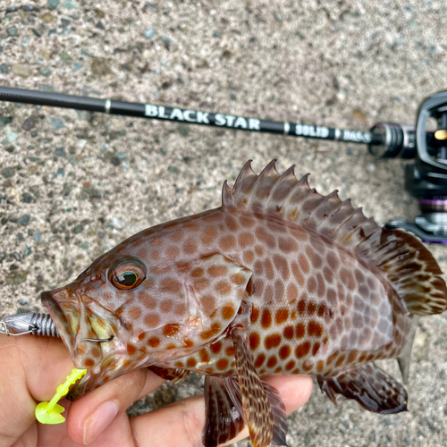 オオモンハタの釣果