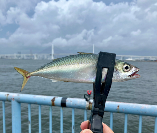 サバの釣果