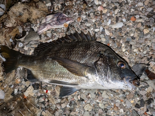 クロダイの釣果