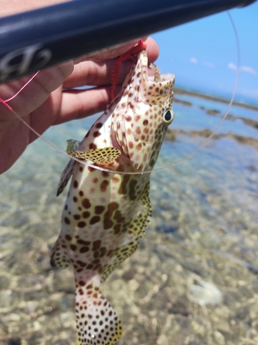 イシミーバイの釣果