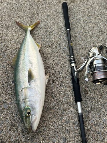 イナダの釣果