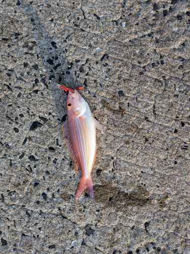 イトヨリダイの釣果