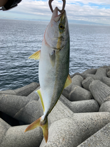 ツバスの釣果