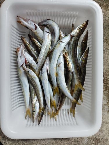 カマスの釣果