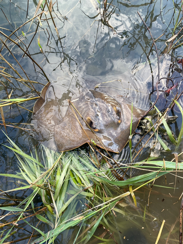 アカエイの釣果