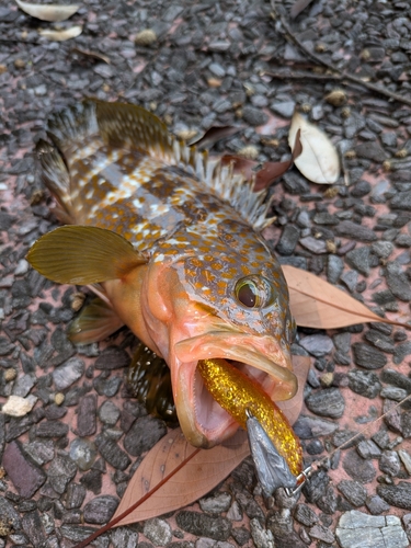 キジハタの釣果