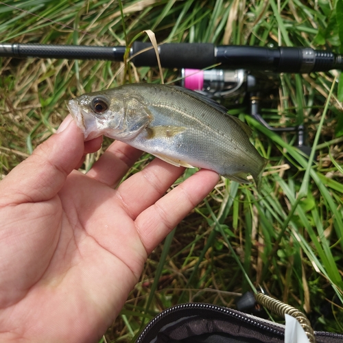 スズキの釣果