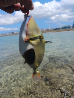 モンガラカワハギの釣果