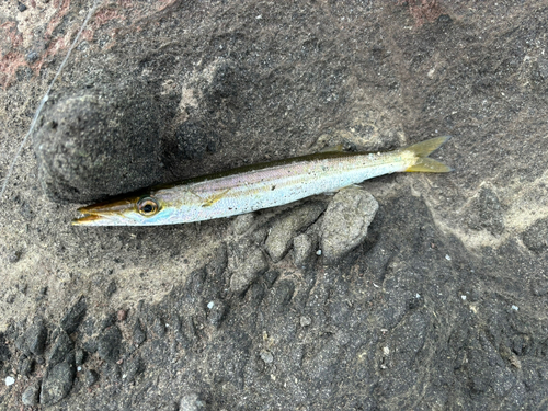 カマスの釣果