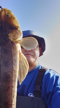 マゴチの釣果