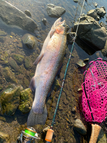 ニジマスの釣果