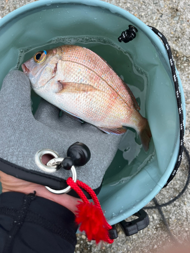 チャリコの釣果