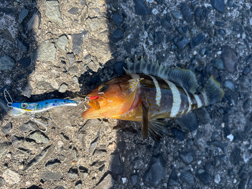 アオハタの釣果