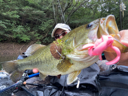 ブラックバスの釣果