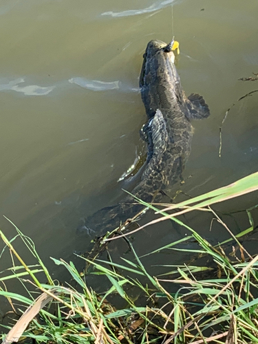 ライギョの釣果