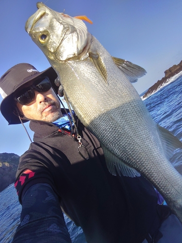 ヒラスズキの釣果