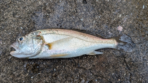 イシモチの釣果