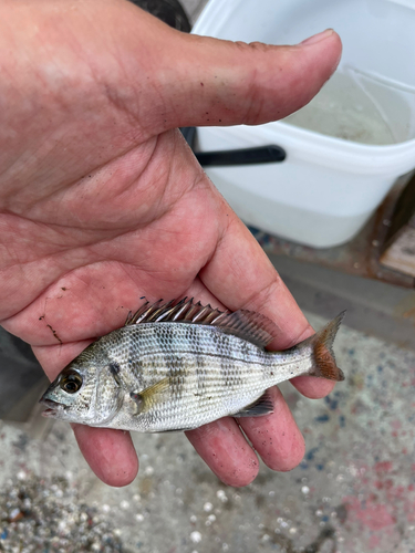 チヌの釣果