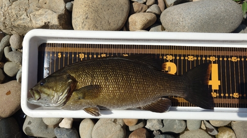 スモールマウスバスの釣果