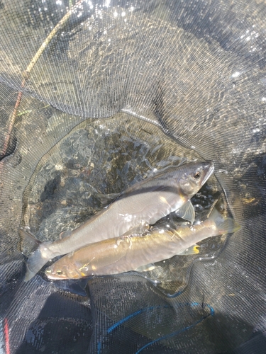 アユの釣果