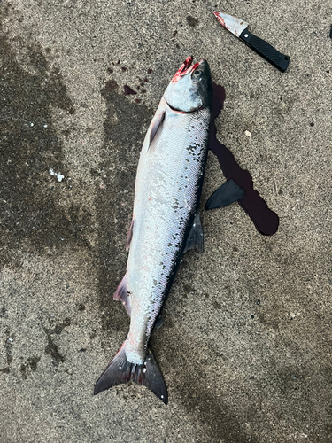 アキアジの釣果