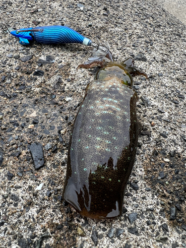 アオリイカの釣果