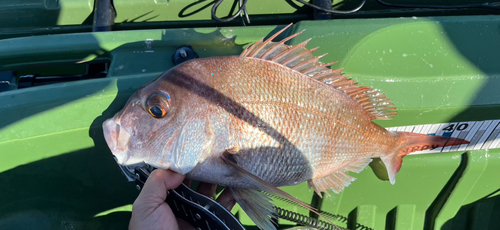 タイの釣果