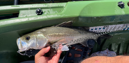 セイゴ（マルスズキ）の釣果