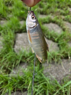 オイカワの釣果