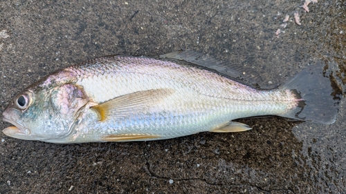 イシモチの釣果