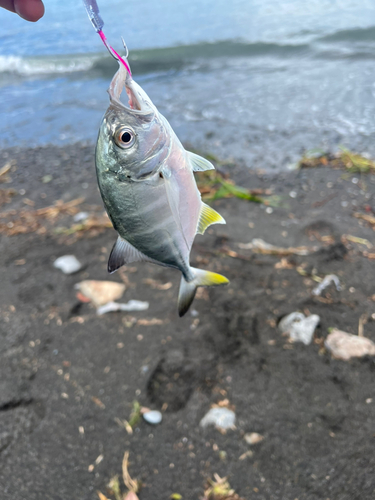 メッキの釣果