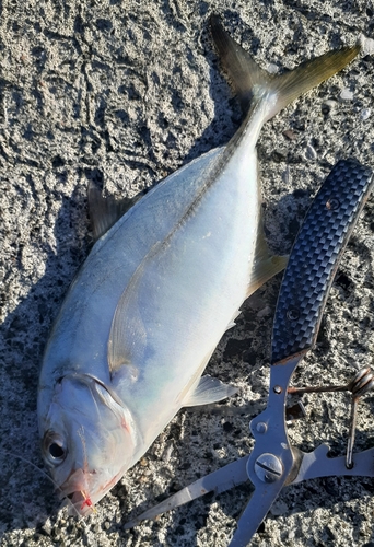 メッキの釣果