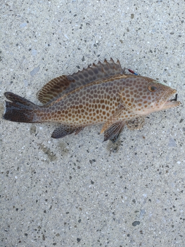 オオモンハタの釣果