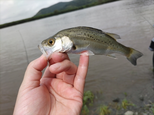 セイゴ（マルスズキ）の釣果