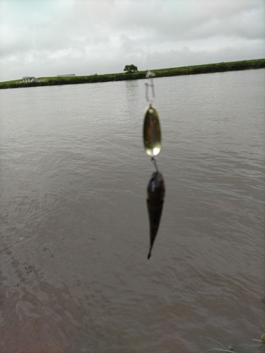 チチブの釣果