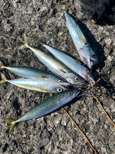 サバの釣果