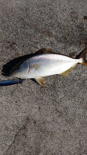 ショッコの釣果