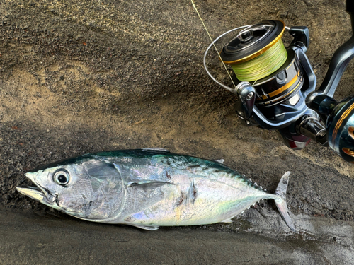 スマガツオの釣果