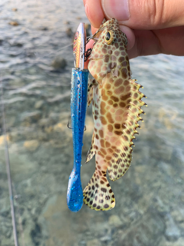 カンモンハタの釣果