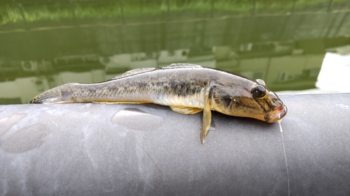 マハゼの釣果