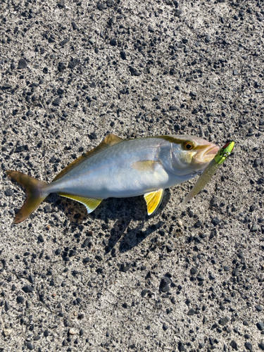 ショゴの釣果