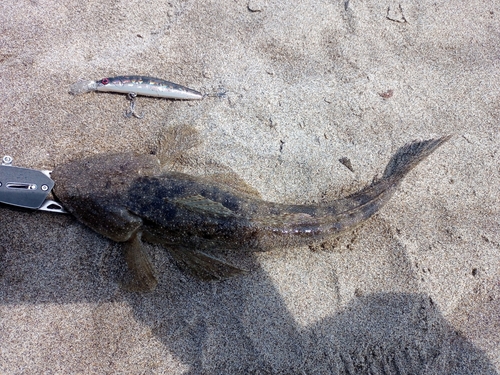 マゴチの釣果