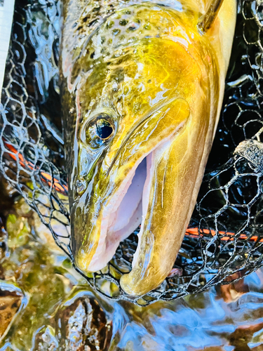 ブラウントラウトの釣果