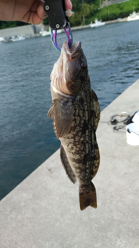 アイナメの釣果