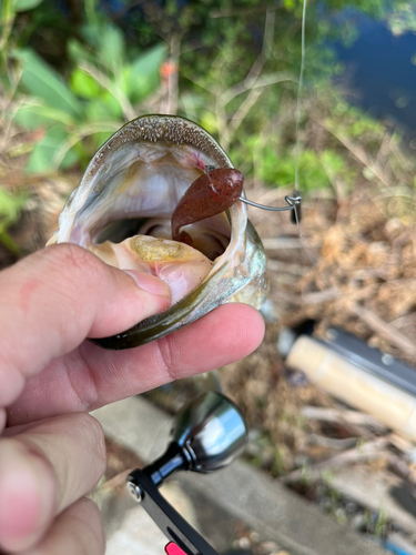 ブラックバスの釣果