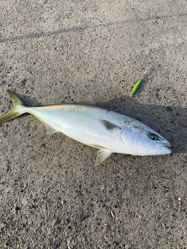 イナダの釣果