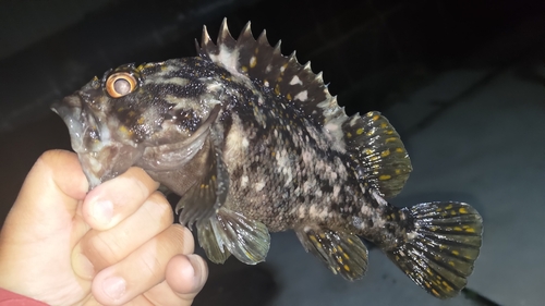 オウゴンムラソイの釣果