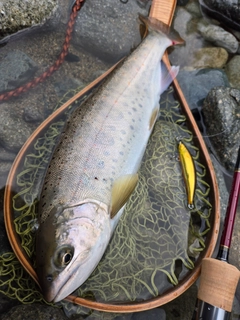 アマゴの釣果