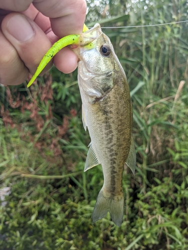 ラージマウスバスの釣果