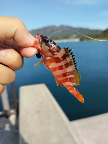 アカハタの釣果